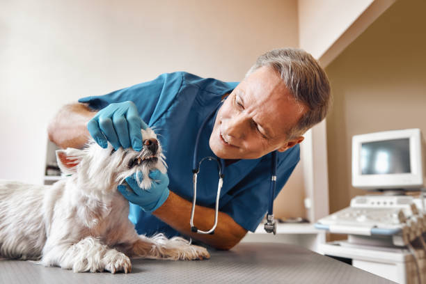Best Emergency Dental Services for Seniors in Ara, AL